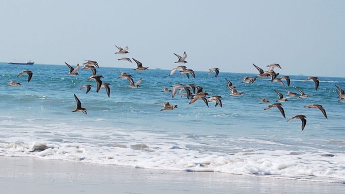 Cavelossim Beach