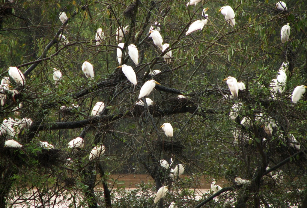 Mandagadde Bird Sanctuary 2