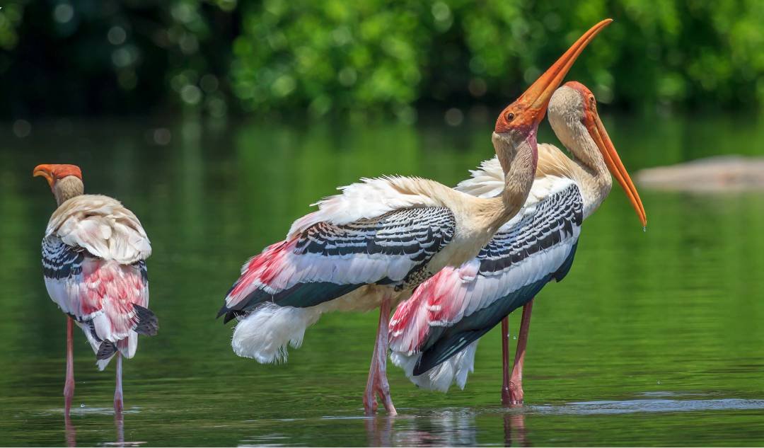 Kokrebellur Reserve Forest