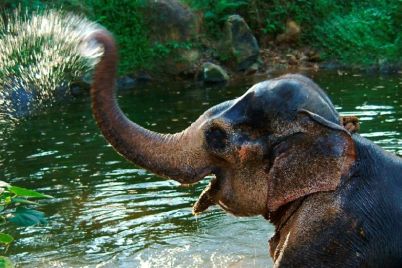 Elephant-at-1150x550.jpg