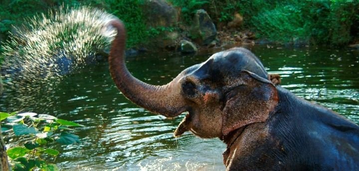 Elephant-at-1150x550.jpg