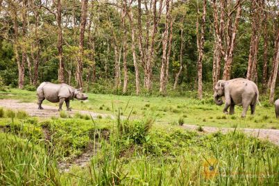 Jaldapara-Wildlife-Sanctuary.jpg