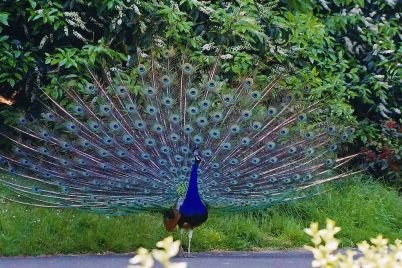 Mandagadde-Bird-Sanctuary-Karnataka.jpg