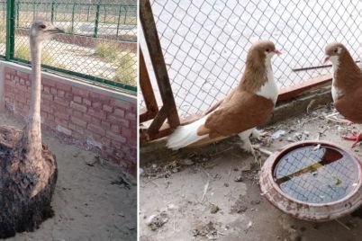 bahawalnagar-Zoo-1.jpg