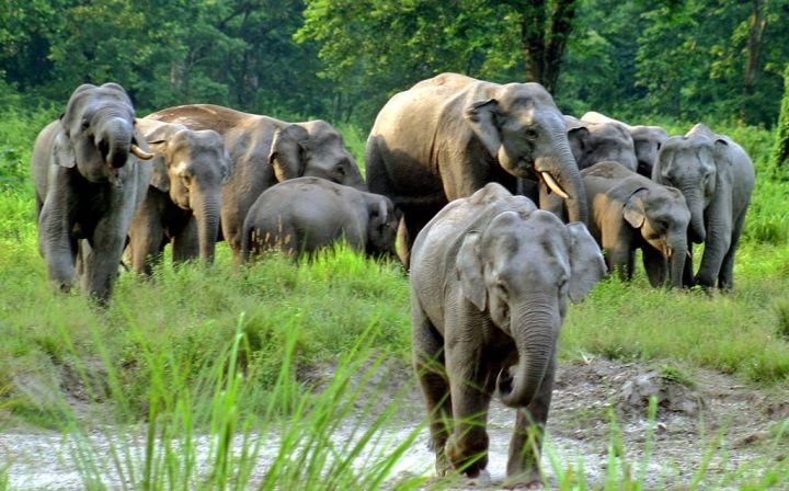 jaldapara_wildlife_sanctuary_1024.jpg