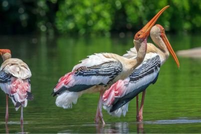 kokrebellur-bird-sanctuary.jpg